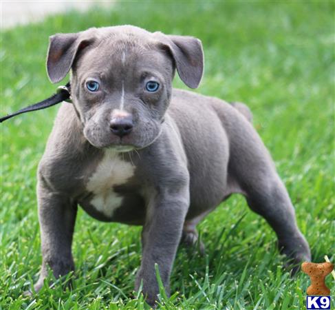 american pit bull puppy posted by Affordable Pups